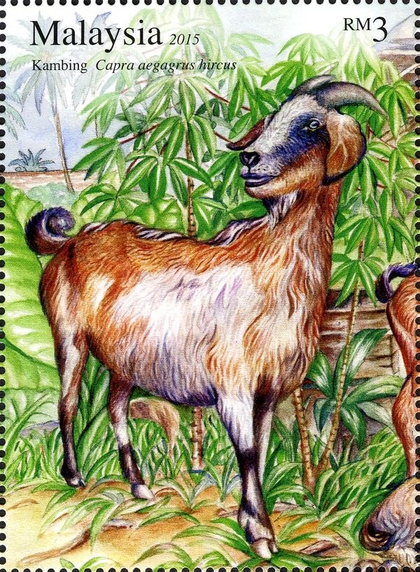 Goat (Capra aegagrus hircus)
