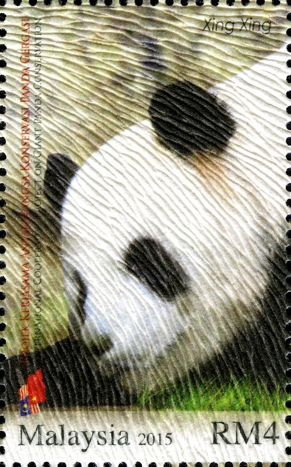 Giant Panda (Ailuropoda melanoleuca)