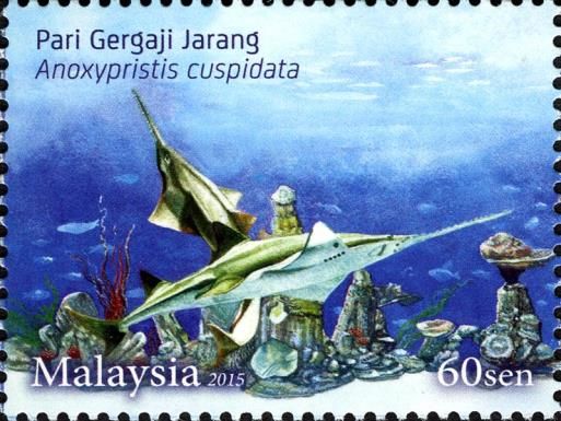 Knifetooth Sawfish (Anoxypristis cuspidata)