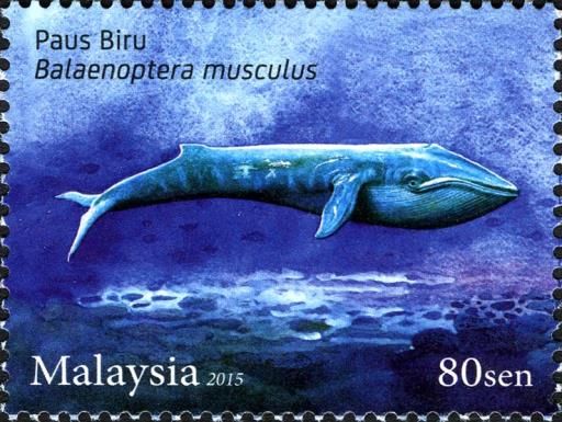 Blue Whale (Balaenoptera musculus)