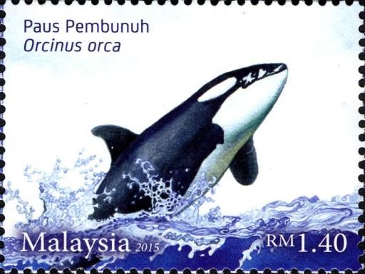 Killer Whale (Orcinus orca)