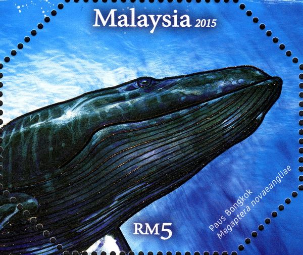 Humpback Whale (Megaptera novaeangliae)