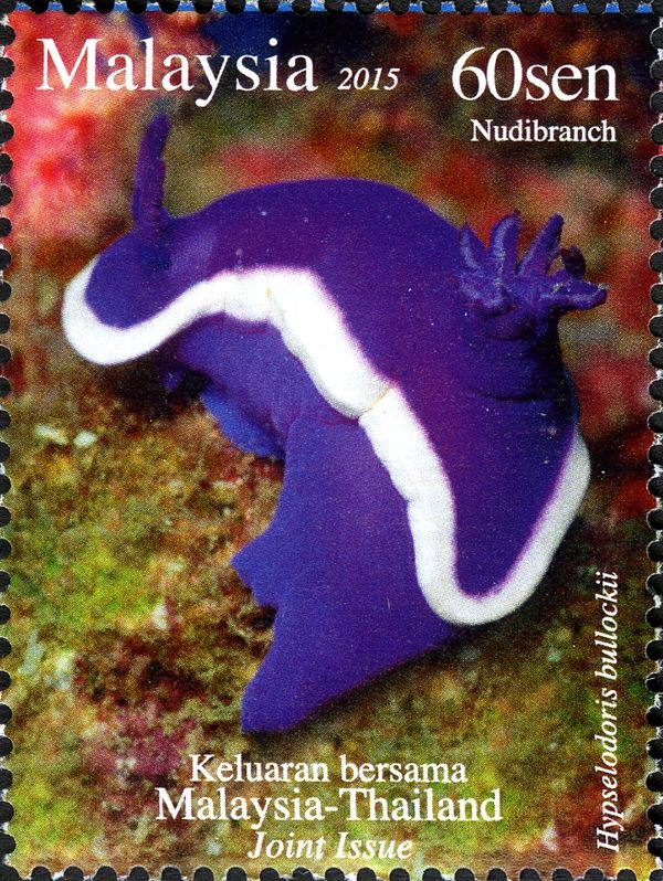 Bullock's Hypselodoris (Hypselodoris bullockii)