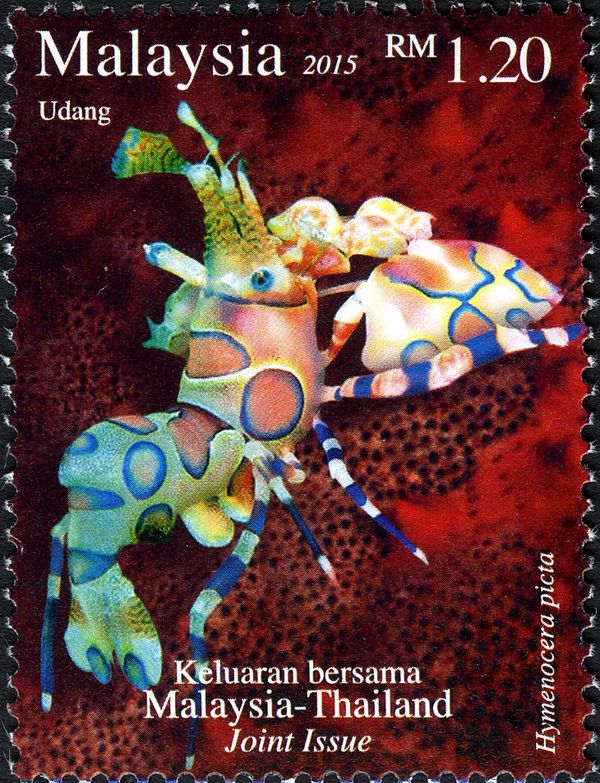 Harlequin Shrimp (Hymenocera picta)