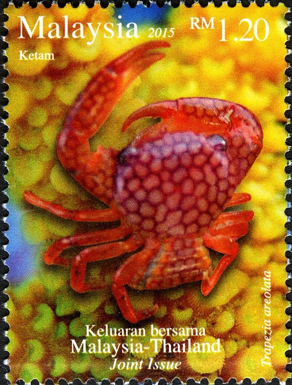 Coral Guard Crab (Trapezia areolata)