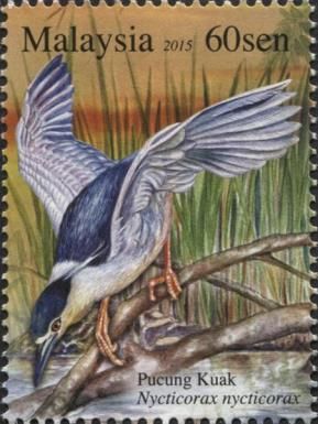 Black-crowned Night-heron (Nycticorax nycticorax)