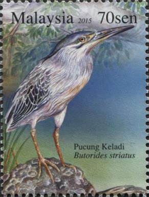 Striated Heron (Butorides striatus)