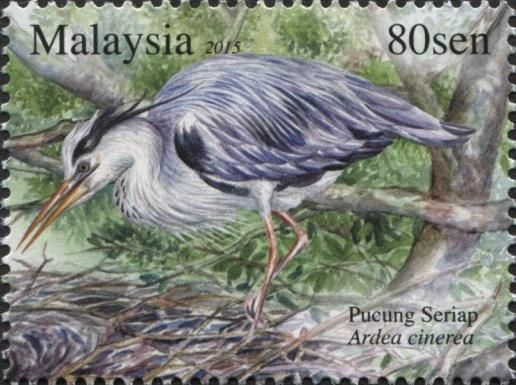 Grey Heron (Ardea cinerea)
