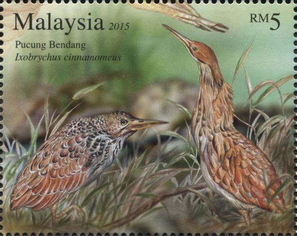 Cinnamon Bittern (Ixobrychus cinnamomeus)