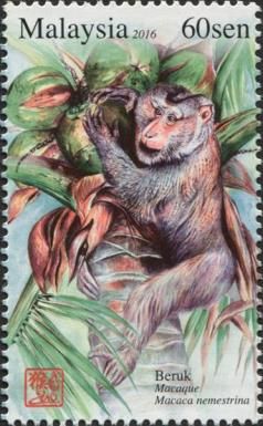 Sunda Pig-tailed Macaque (Macaca nemestrina)