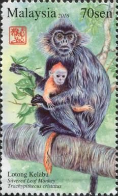 Silvered Leaf Monkey (Trachypithecus cristatus)