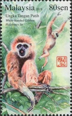 White-handed Gibbon (Hylobates lar)