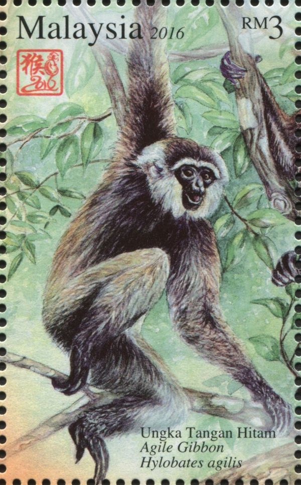 Agile Gibbon (Hylobates agilis)