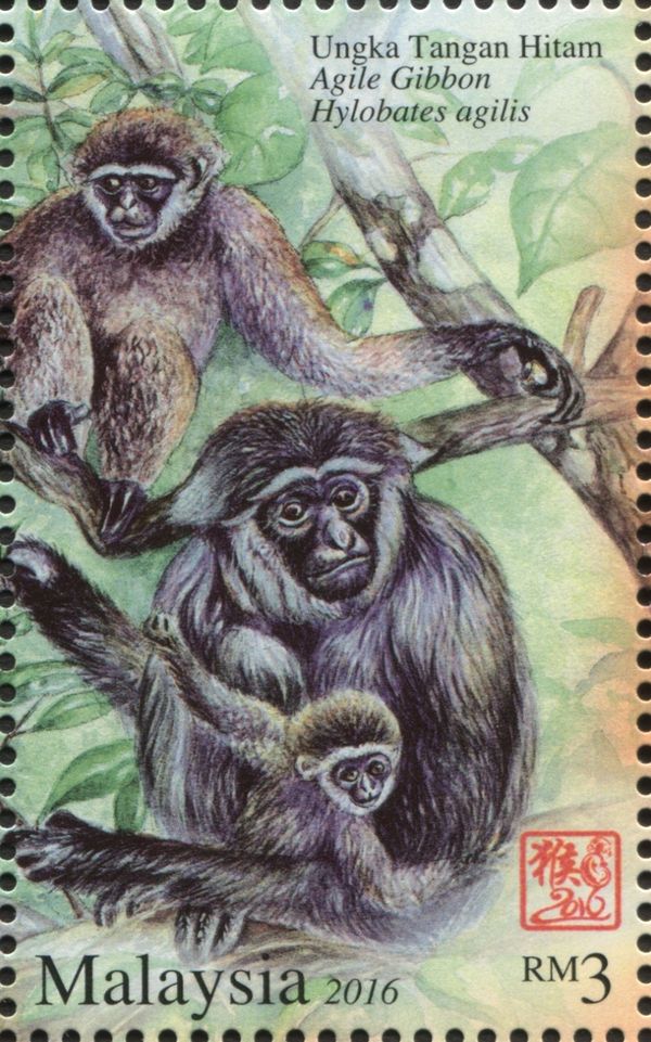 Agile Gibbon(Hylobates agilis)