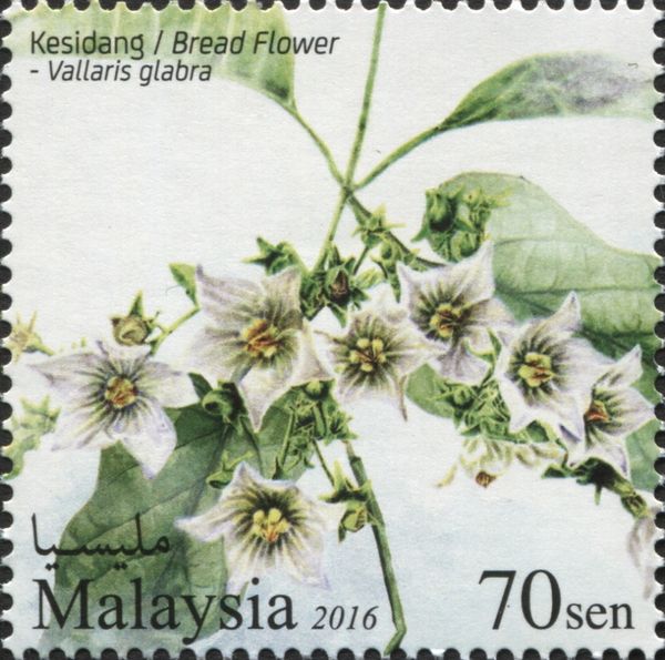 Bread Flower