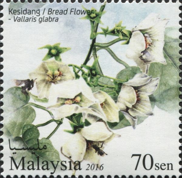 Bread Flower