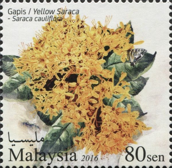 Yellow Saraca