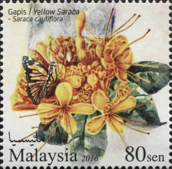 Yellow Saraca