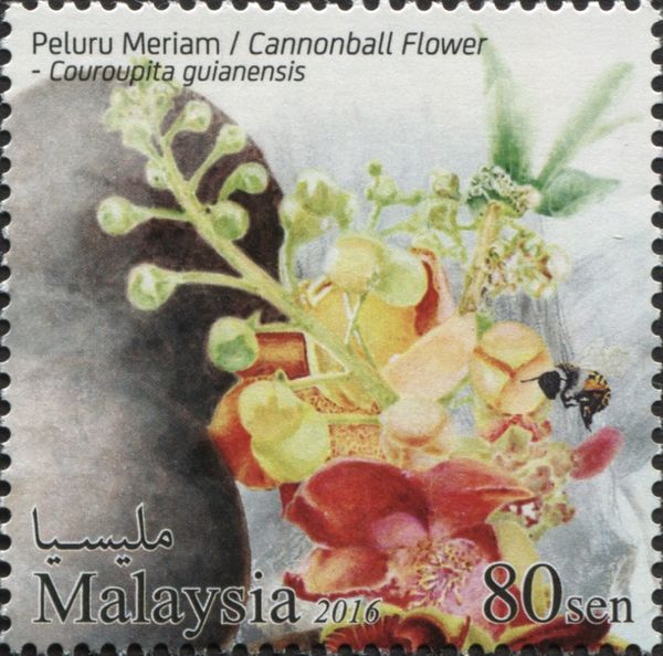 Cannonball Flower