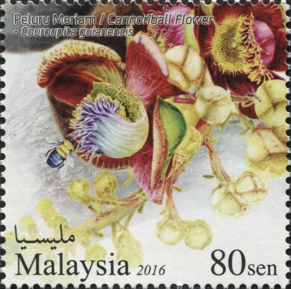 Cannonball Flower