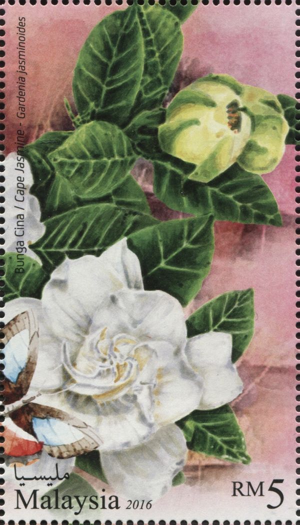 Cape Jasmine