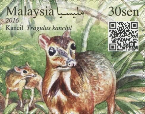 Lesser Mousedeer (Tragulus kanchil)