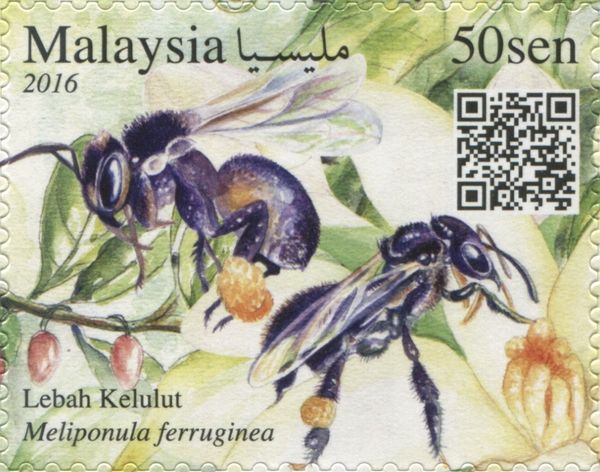 Stingless Bee (Meliponula ferruginea)