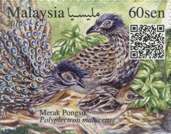 Malayan Peacock-pheasant (Polyplectron malacense)