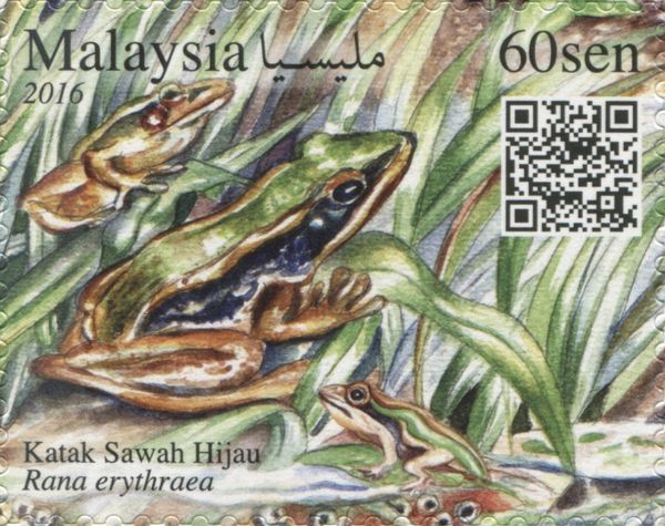 Common Green Frog (Rana erythraea)