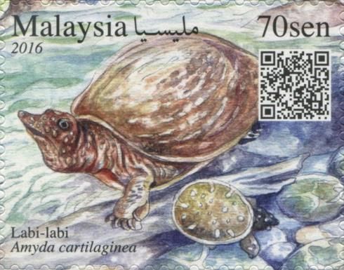 Asiatic Softshell Turtle (Amyda cartilaginae)
