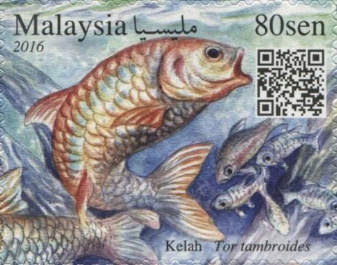 Thai Mahseer (Tor tambroides)