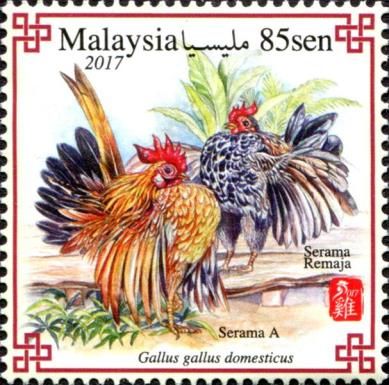 Serama Bantam (Gallus gallus domesticus)
