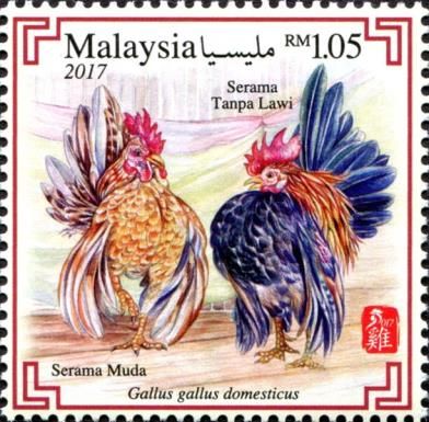 Serama Bantam (Gallus gallus domesticus)