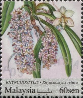 Rhynchostylis (Rhynchostylis retusa)