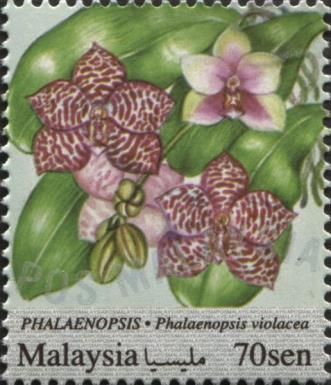 Phalaenopsis (Phalaenopsis violacea)