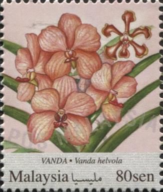 Vanda (Vanda helvola)