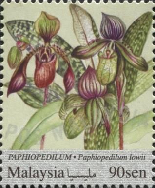 Paphiopedilum (Paphiopedilum lowii)