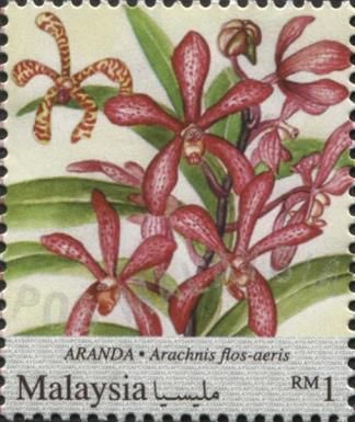 Aranda (Arachnis flos-aeris)