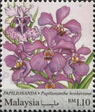 Papilionanthe hookeriana