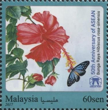 Hibiscus - Rosa Sinensis