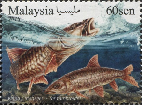 Mahseer (Tor tambroides)