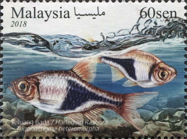 Harlequin Rasbora (Trigonostigma heteromorpha)