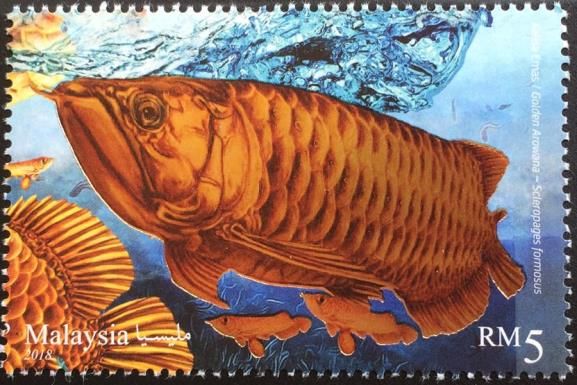 Golden Arowana (Scleropages formosus)
