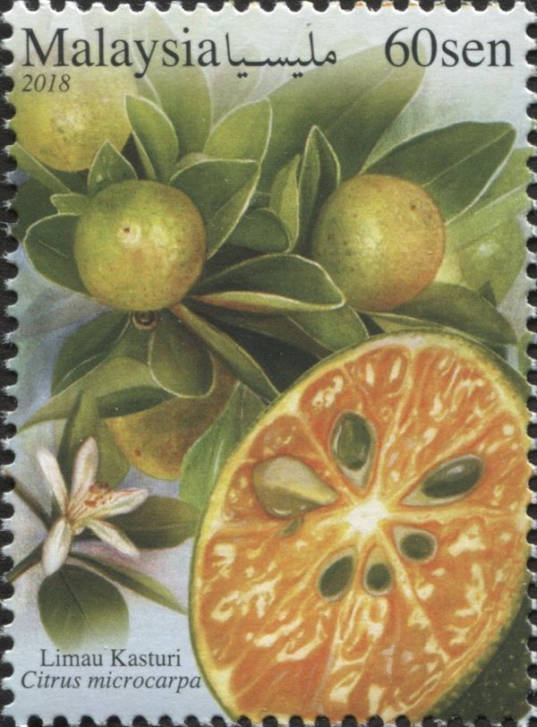 Calamansi (Citrus × microcarpa)