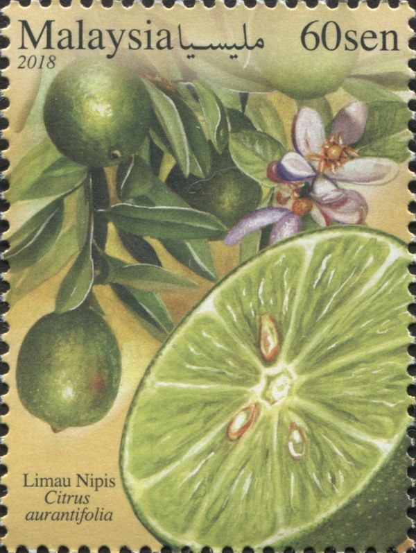 Key Lime (Citrus × aurantiifolia)