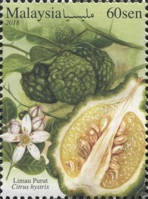 Kaffir Lime (Citrus hystrix)
