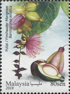 Freshwater Mangrove (Barringtonia asiatica)
