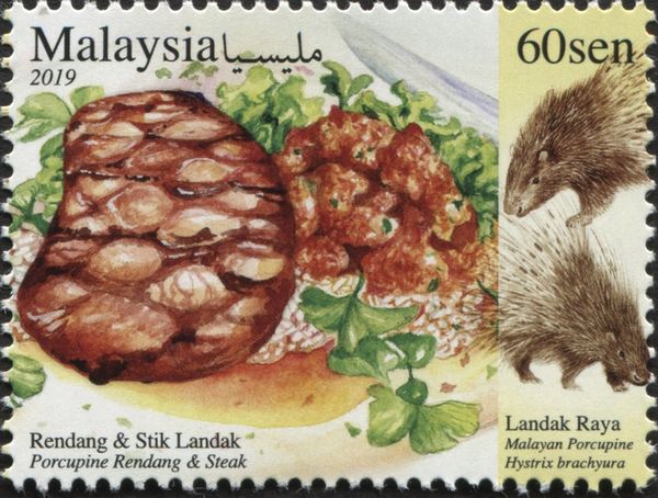 Porcupine Rendang, Malayan Porcupine (Hystrix brachyura)