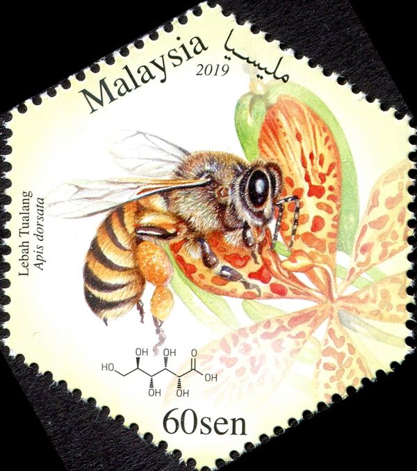 Giant Honey Bee (Apis dorsata)