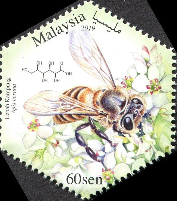 Eastern Honey Bee (Apis cerana)
